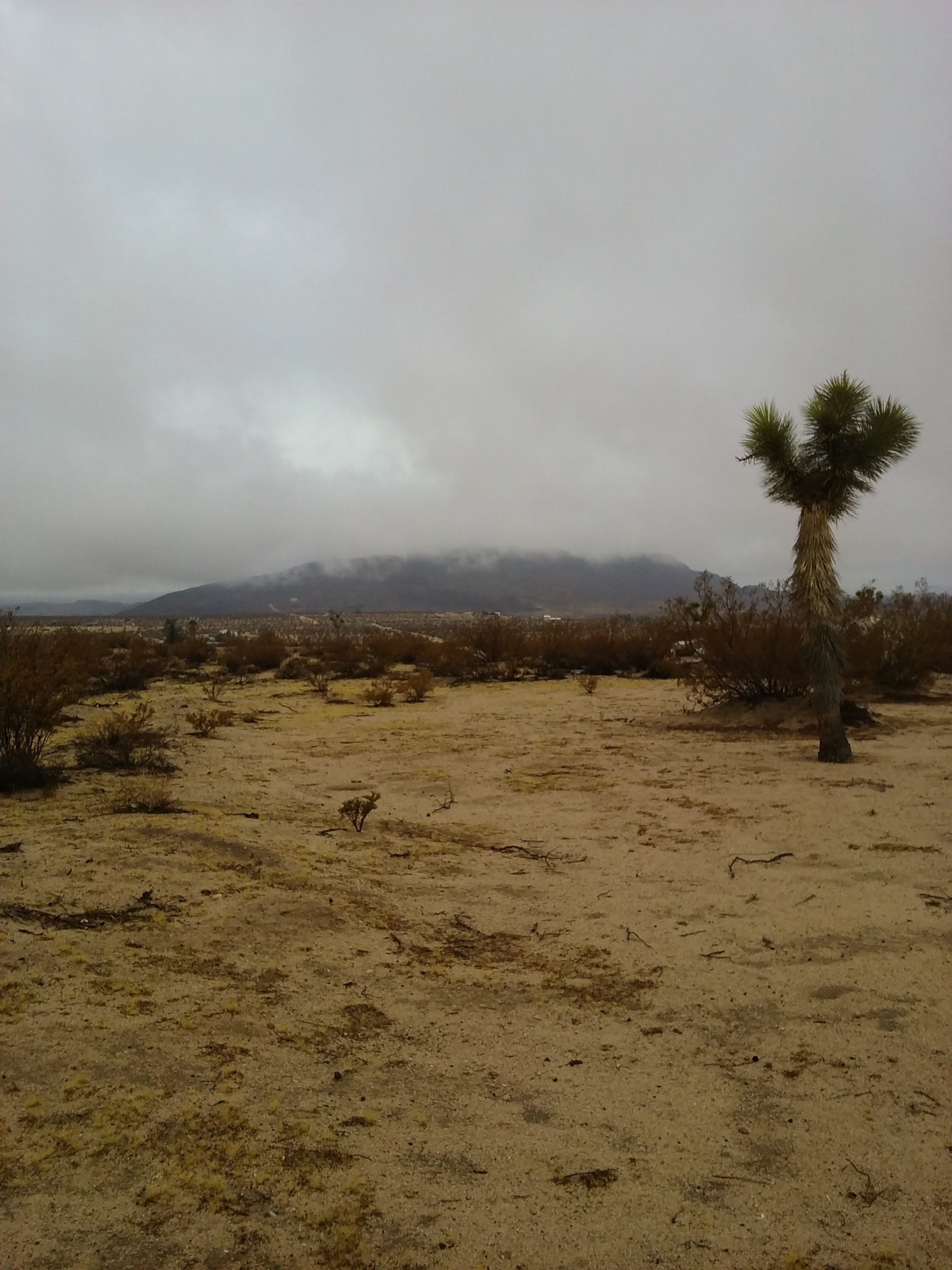 Desert california