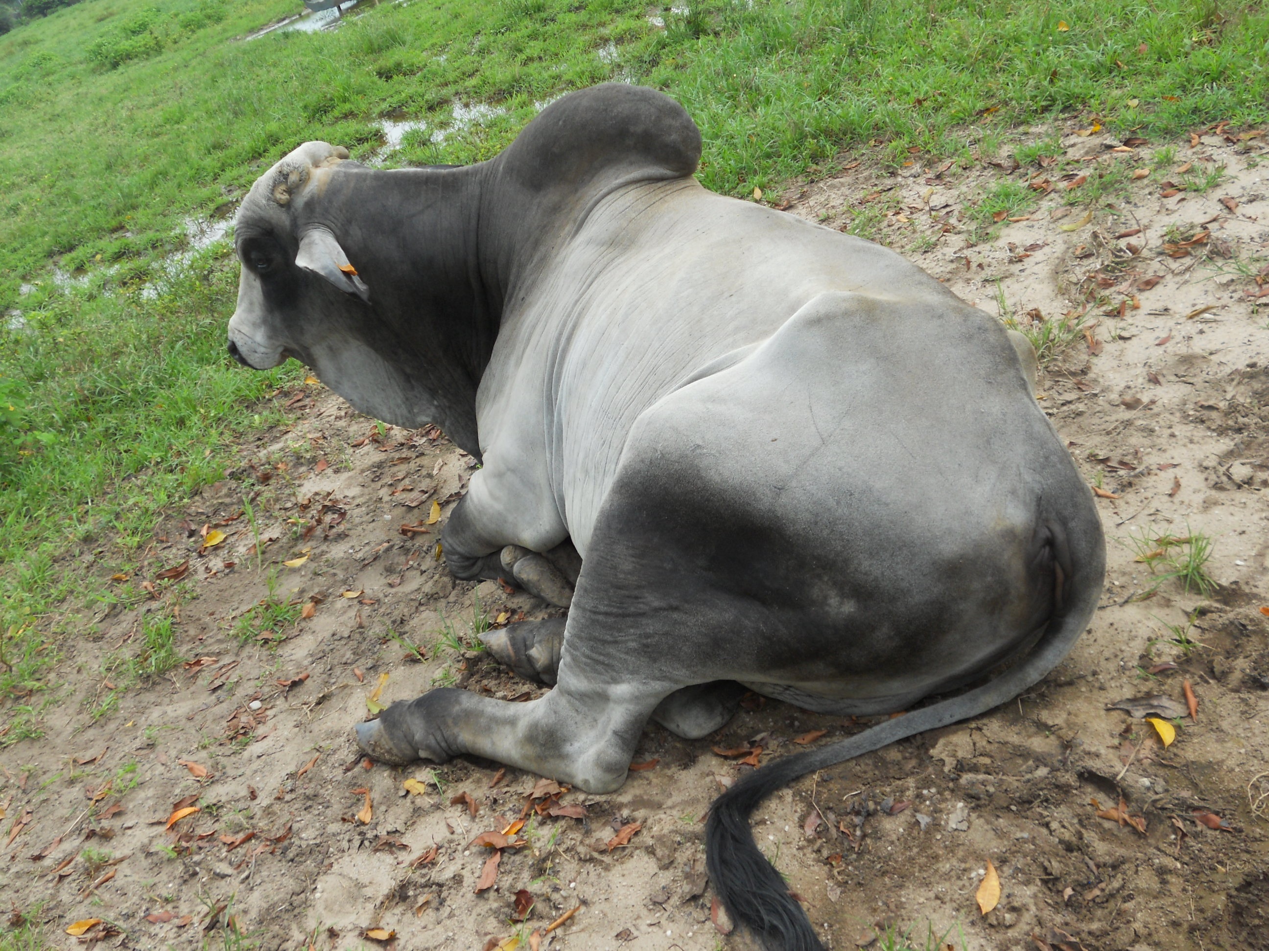 Zebu male guyana